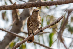 Chrysococcyx minutillus