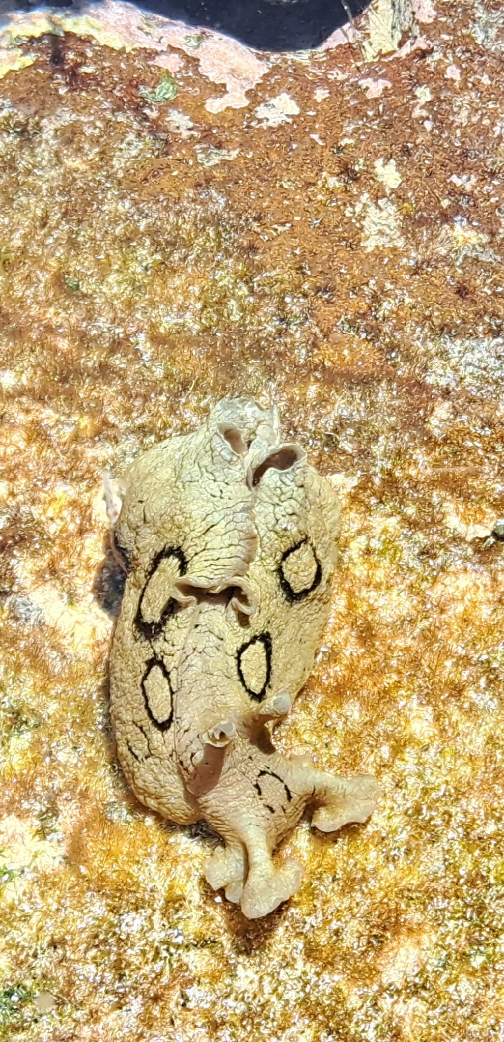 Aplysia dactylomela