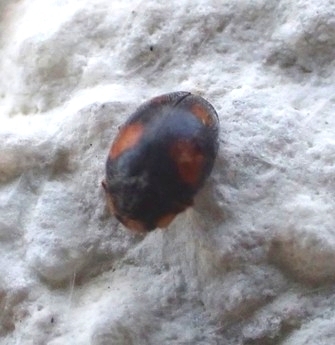 Scymnus frontalis