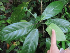 Merinthopodium neuranthum