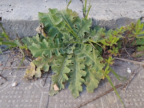wavyleaf mullein