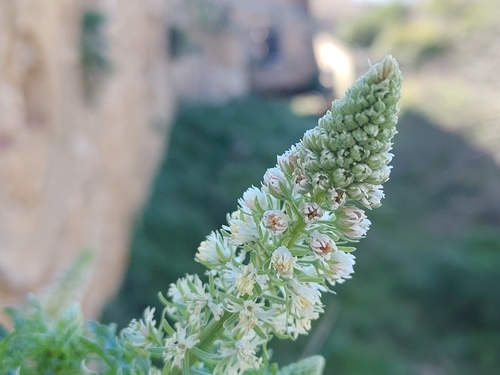 white mignonette