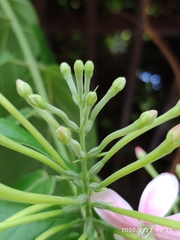 Combretum densiflorum