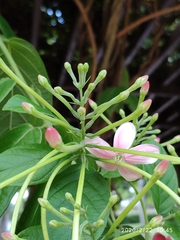Combretum densiflorum