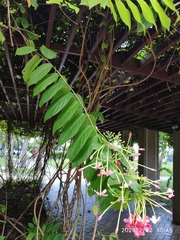 Combretum densiflorum