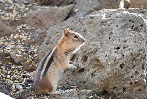 Goldmantelziesel observed by krautfrombend
