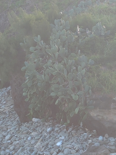 Ficus observed 2026-02-26