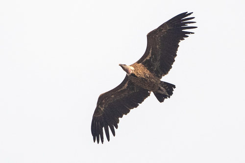 Rüppell's Griffon