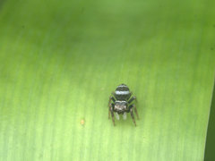 Euryattus bleekeri