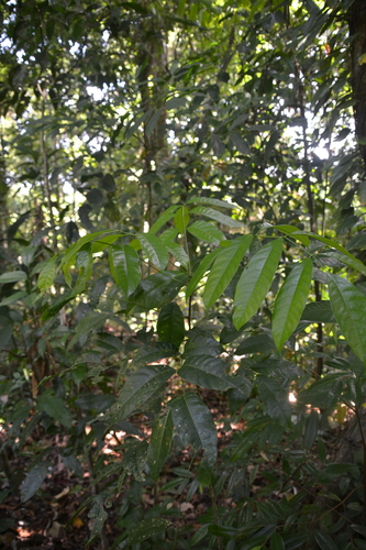 Tetragastris panamensis, 2020-02-10
