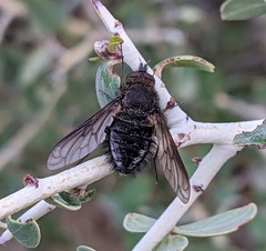 Conophorus nigripennis