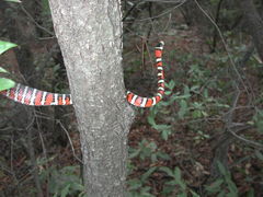 Lampropeltis knoblochi