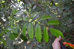 Tetragastris panamensis