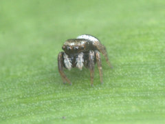 Euryattus bleekeri