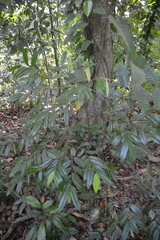 Xylopia macrantha