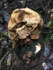 Pleurotus tuber-regium