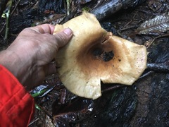 Pleurotus tuber-regium