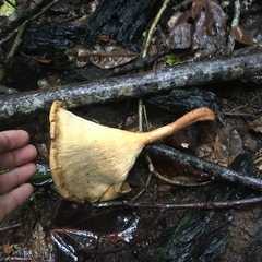 Pleurotus tuber-regium