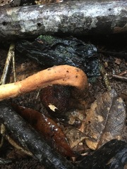 Pleurotus tuber-regium