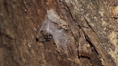 Anasaitis canosa