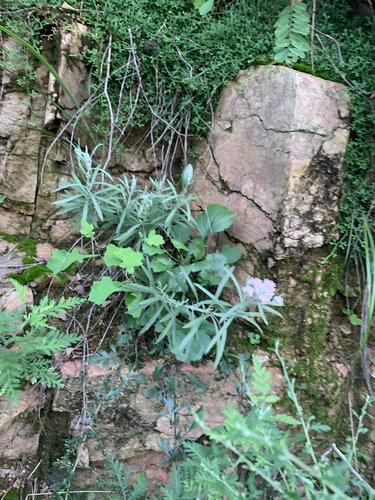 Anaphalis sinica iNat (2)