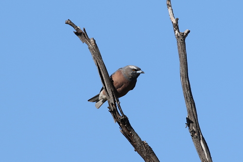 Artamus superciliosus