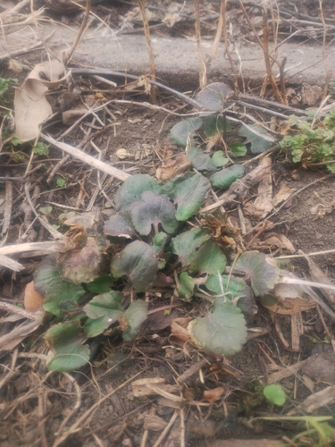 Small-flower crowfoot