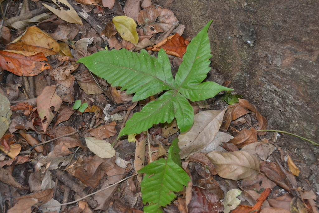 Tectaria pilosa (Tectaria pilosa)