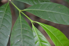 Faramea occidentalis