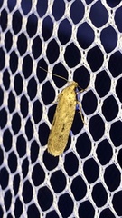 Platyedra subcinerea