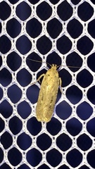 Platyedra subcinerea