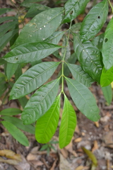 Faramea occidentalis