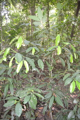 Faramea occidentalis