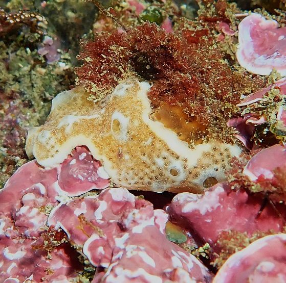 Lissoclinum weigelei Lafargue, 1968