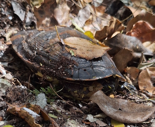 Trachemys venusta