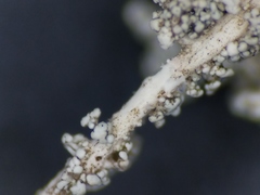 Stereocaulon dactylophyllum