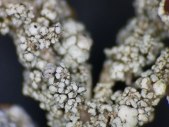 Stereocaulon dactylophyllum