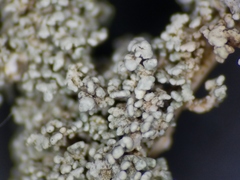 Stereocaulon dactylophyllum
