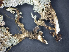 Stereocaulon dactylophyllum