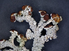 Stereocaulon dactylophyllum