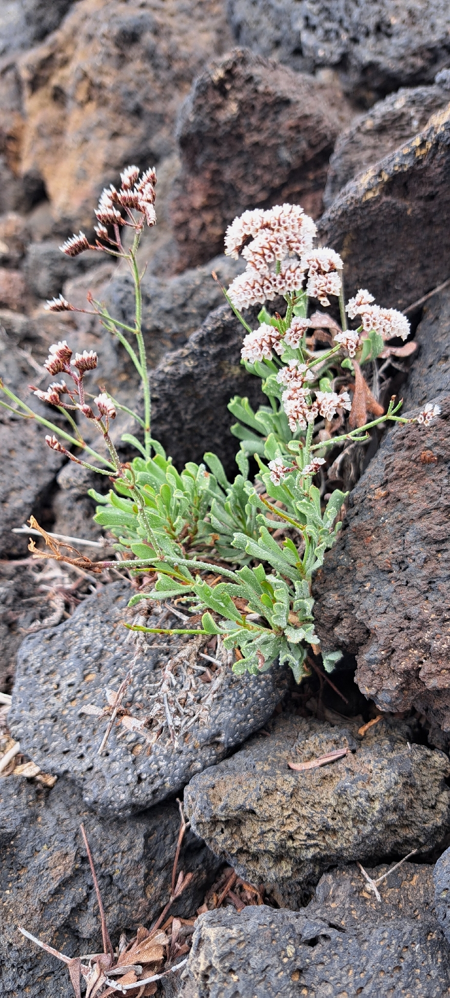 Limonium pectinatum