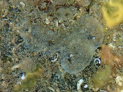 Diplosoma spongiforme (Giard, 1872)