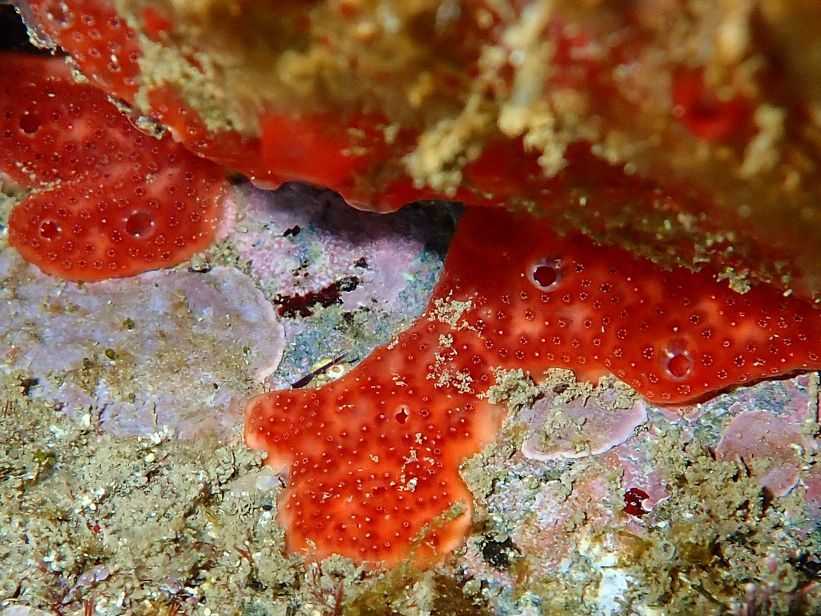 Polysyncraton lacazei (Giard, 1872)