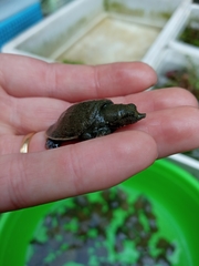 Pelodiscus variegatus