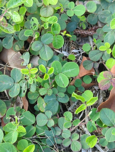 Desmodium incanum observed 2026-02-26