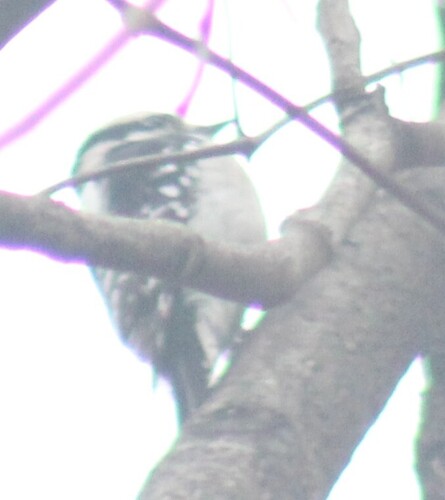 Downy Woodpecker