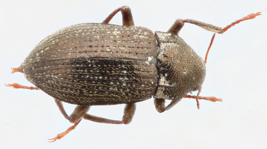Heterlimnius divergens