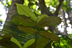 Desmopsis panamensis