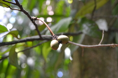 Desmopsis panamensis