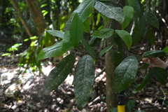 Desmopsis panamensis